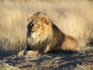 http://4.bp.blogspot.com/-T3nUgltrB6M/T-g4ZGa-ijI/AAAAAAAAAxA/4HIYNRchOHQ/s320/800px-Lion_waiting_in_Namibia.jpg