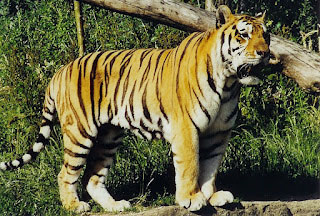 http://3.bp.blogspot.com/-oZ2sOz6qo4I/T-mbpeEg_CI/AAAAAAAAAxo/ksy_b8vhX0Y/s320/800px-Amur_or_Siberian_tiger_(Panthera_tigris_altaica),_Tierpark_Hagenbeck,_Hamburg,_Germany_-_20070514.jpg
